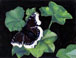 Butterfly, painting by Marten Jansen