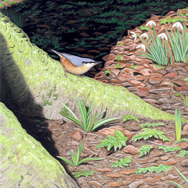 Andrew Mackay wildlife art - painting of nuthatch