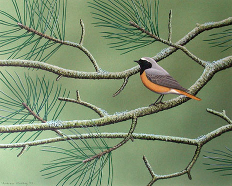 Andrew Mackay wildlife art - painting of redstart