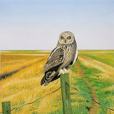 Andrew Mackay wildlife art - short-eared owl